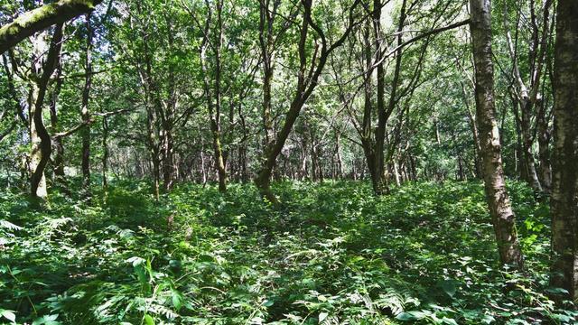 #Trees and #Ferns and #Stuff