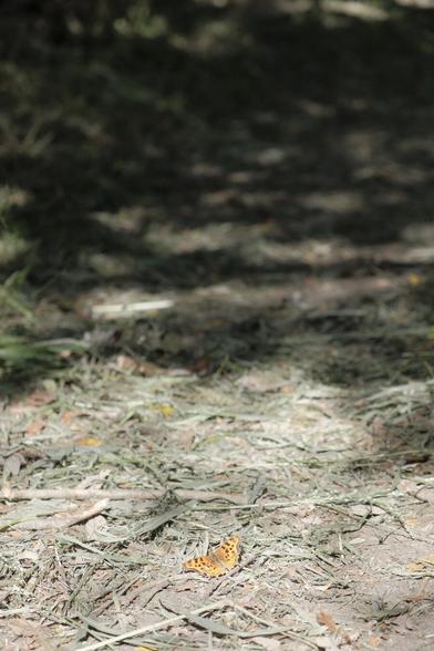 Butterfly resting on a trail