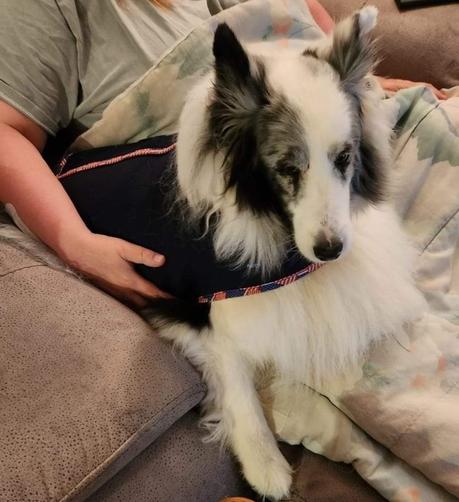 Photo of a sad and frightened Shetland Sheepdog (long fur, white with some black areas) wrapped in a dark blue Thundershirt comfort cloak. She is sitting next to me on a recliner chair, and my right arm is wrapped around her. [This photo was not taken tonight. It is an older photo.] 

Alt Text for the other image has too many characters for my toot limit. It is a screenshot of a poem. I will put the words to the poem in replies to this toot.