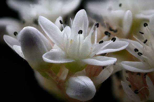 4X Macro English Stonecrop

Taken using the Amscope 4X Microscope Objective

These blossoms are small.... just 7.1mm (0.279 in) from edge to edge.