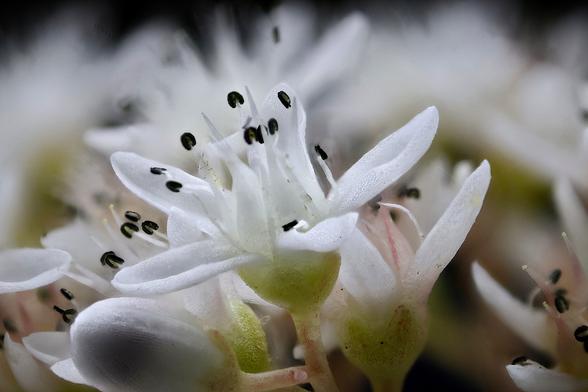 4X Macro English Stonecrop

Taken using the Amscope 4X Microscope Objective

These blossoms are small.... just 7.1mm (0.279 in) from edge to edge.