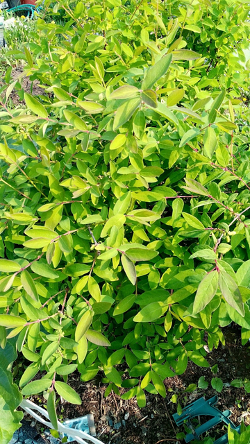 A tall thick Haskap bush. This one is about 4 feet high and 3 foot wide. 
It has long stem branches that are full of leaves and elongated blue berries (not sure they can be seen in the photo)