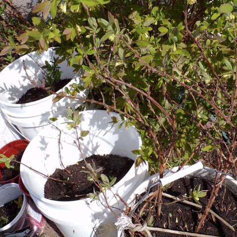 Three, white plastic five gallon buckets in a row. Each filled with a small bush or two growing. They are pushed into the same bush outside for pollination purposes