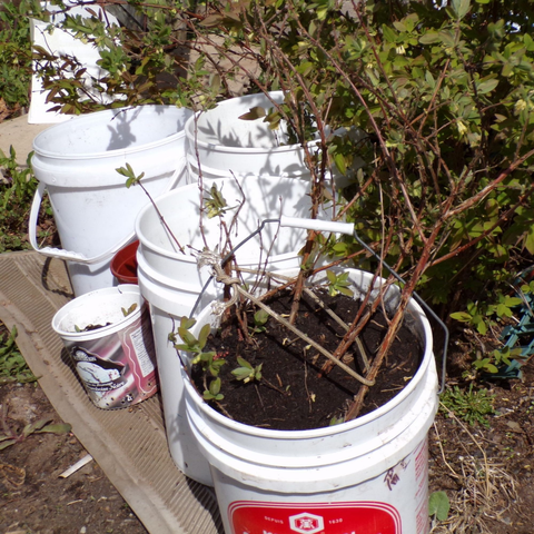 Three or four, white plastic five gallon buckets. Each filled with a small bush or two growing. They are pushed into the same bush outside for pollination purposes