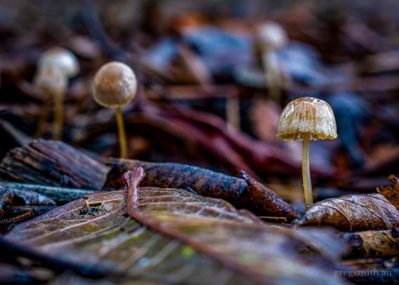 Bonnet mushrooms, Mycena sp., amongst the leaf litter.