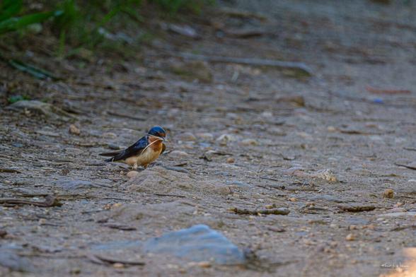 Barn Swallow (Hirundo rustica)
