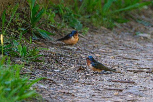 Barn Swallow (Hirundo rustica)