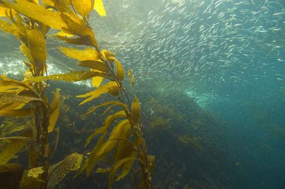 underwater photo of seaweed and small fish