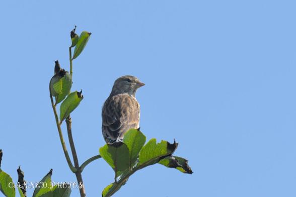 A bird is perched on the top branch of a plant against a clear blue sky.