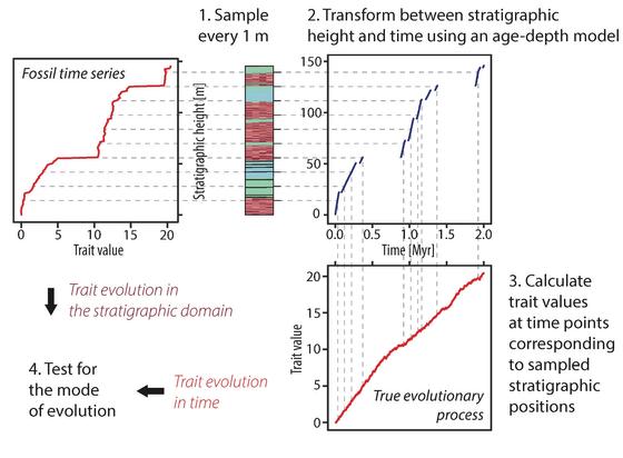 Workflow scheme for transforming example mode of evolution using an age depth model to check what it looks like under incomplete stratigraphic record