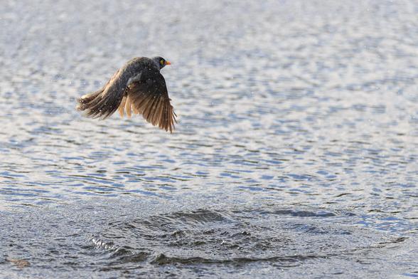 A grey and brown honeyeater with a bright yellow-orange beak, in flight, wings on the downbeat, just above the water's surface. A ripple where it splashed down can be seen below it.