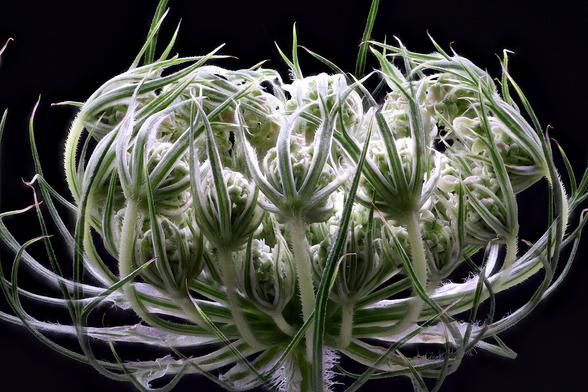 Macro Queen Anne's Lace Flower Bud