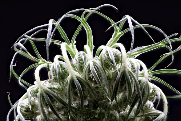 Macro Queen Anne's Lace Flower Bud