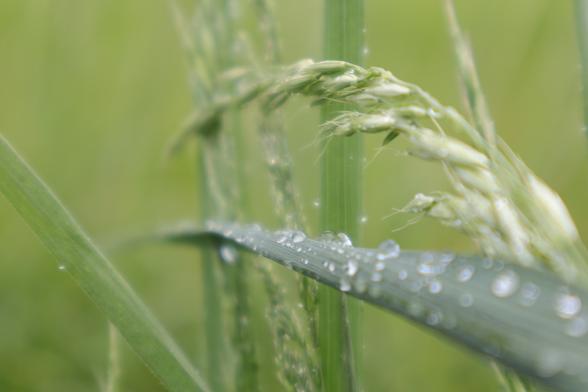 Ein Grashalm in Makroaufnahme mit Tropfen besetzt