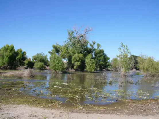 Floodwater pool in a flat landscspe with bushes