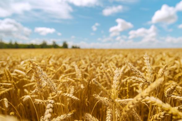 A shallow depth close up of crop field with a blurred horizon