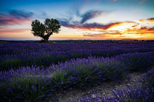 Lavendelfeld bei Sonnenuntergang. Am Horizont steht ein einzelner Baum.