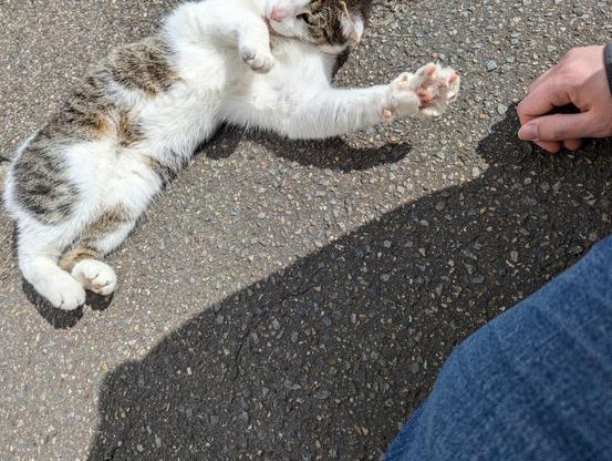 Eine weiß-getigerte Katze liegt auf der Seite auf einer gepflasterten Fläche und streckt eine Pfote aus.

A white and tabby cat is lying on its side on a paved surface, reaching out with one paw.