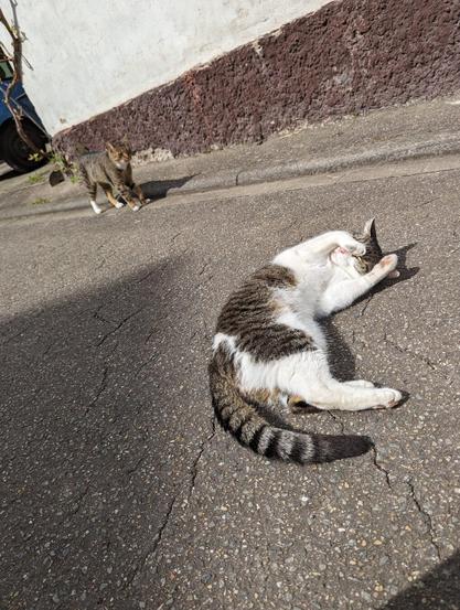 Eine weiß-graue getigerte Katze liegt auf dem Rücken auf einer asphaltierten Straße und bedeckt ihr Gesicht mit den Pfoten. Im Hintergrund steht eine braun-schwarz getigerte Katze mit weißen Pfoten in der Nähe einer Wand.

A white and grey tabby cat is lying on its back on a paved road, covering its face with its paws. In the background, another brown and black tabby cat with white paws is standing near a wall .