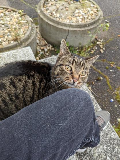 Eine braun-schwarz getigerte Katze sitzt auf grauen Steinstufen und schaut in die Kamera. Ihre Vorderpfoten ruhen auf dem Bein einer Person, die dunkle Hosen trägt. Im Hintergrund befinden sich ein gepflasterter Boden und einige runde Pflanzgefäße, die mit kleinen Steinen gefüllt sind.

A brown and black tabby cat is sitting on grey stone steps, looking up towards the camera. Its front paws are resting on a person's leg dressed in dark pants. The background includes a paved ground with some circular planters filled with small rocks.