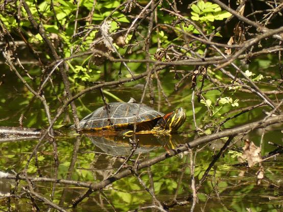 Foto einer Schildkröte die zwischen Ästen im Wasser liegt. Sie reckt ihren schwarz-gelb gestreiften Kopf in die Sonne. Hinter dem Auge hat sie einen roten Streifen, der der Art den Namen gibt.