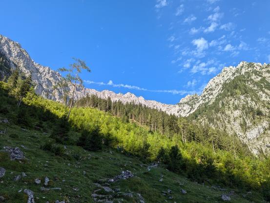 View up a lush green and pretty wide valley, still low enough that there are threes growing. The mountain crest framing the valley is all bright limestone