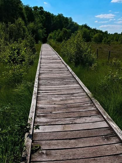 A light-coloured wooden plank path begins in the foreground of the photo and stretches for several metres before disappearing into the forest. To the left and right of the path, everything is beautifully green. The sky is blue and the sun is shining.