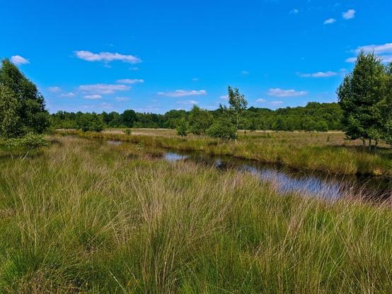 Moorland landscape. Dense and tall grass, a narrow canal that runs through the landscape. Scattered trees on the grassy areas, mainly birch trees. A forest on the horizon. Sunny day, blue sky. Very peaceful.