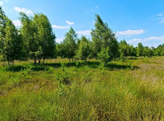 Lots of trees, but they don't make a forest. They stand on moorland. Their crowns are inclined to the left.