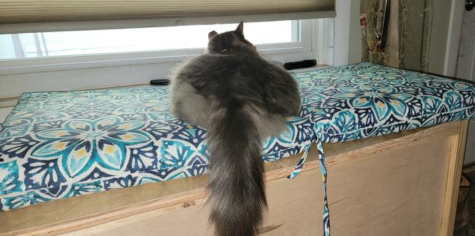 my cat Hamish watching birds