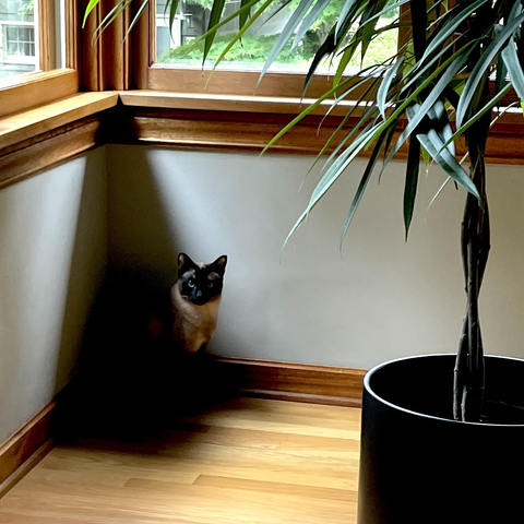 Siamese cat sitting in an empty corner in the shadows with only her head visible