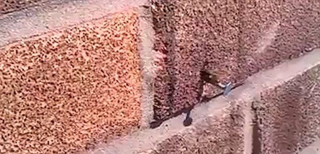 une-abeille-maçonne-sort-un-clou-d-un-mur