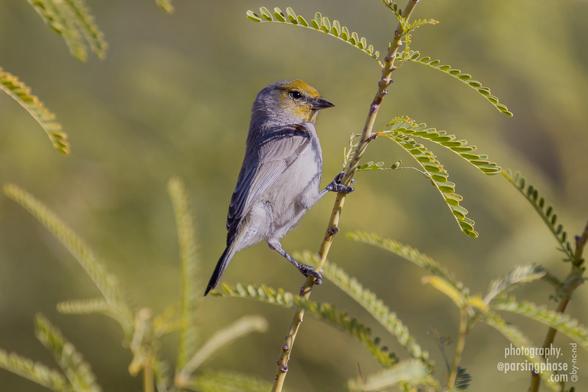 A gray songbird with a yellow face perches in the sun on a mesquite branch.