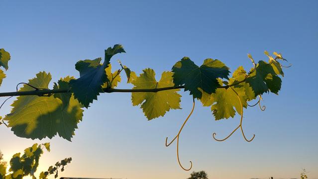 A stalk (shoot?) of grape leaves cuts horizontally through the photo.  The sun passes through some of the leaves and others are in shadow.  The sky is blue at the top and lighter at the bottom.