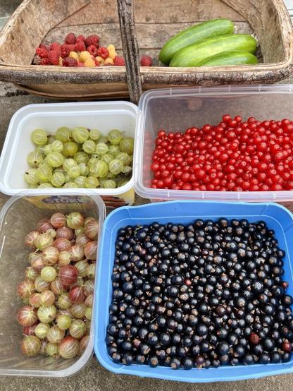 Pots with blackcurrants, gooseberries and redcurrants and a trug with raspberries and cucumbers