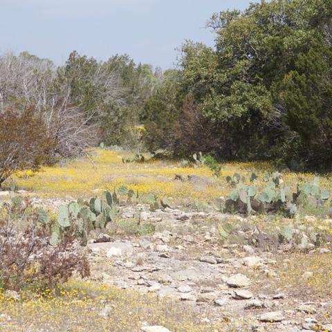 A arid scene of pale rocky ground, numerous small yellow flowers, and low-lying prickly-pear cactus pads, surrounded by trees of various shades of green.