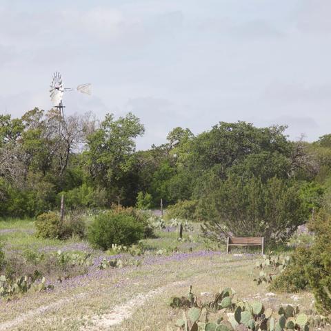 A wooden bench sits in a scene of low grass, prickly-pear cactus pads, and blue-purple flowers, along with some bushes and then a line of somewhat scraggly trees. An aeromotor windmill, as commonly seen in this area, rises above the trees.