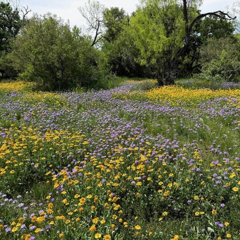 A small meadow thickly covered in yellow and blue flowers. A variety of short trees of different heights and shades of green surround the meadow.