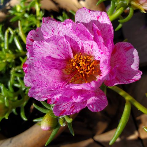 Bright pink double bloom moss rose flower. It has variegated red/pink streaks on the petals.