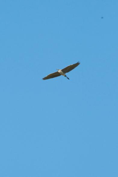 A heron with outstretched wings flying against a clear blue sky.