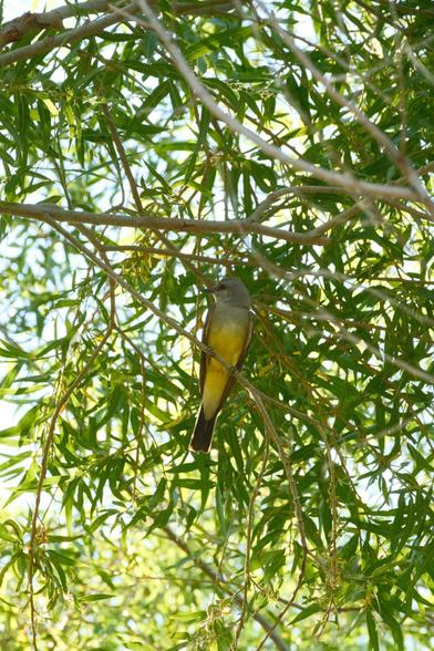 A King Bird, gazing to the left, with yellow and brown feathers perched on a tree branch surrounded by green Willow leaves.
