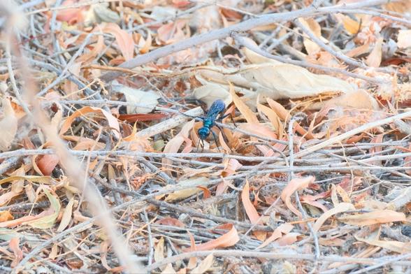 A metallic blue wasp is navigating through dry scattered leaves and twigs.