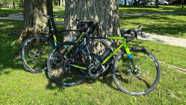 Two road bikes resting against a very large tree in a park.
