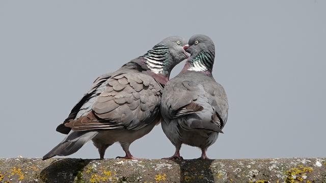 Two wood pigeons perched beside each other, facing away from us, on a roof. The male on the left has his head twisted to kiss the female on the right.