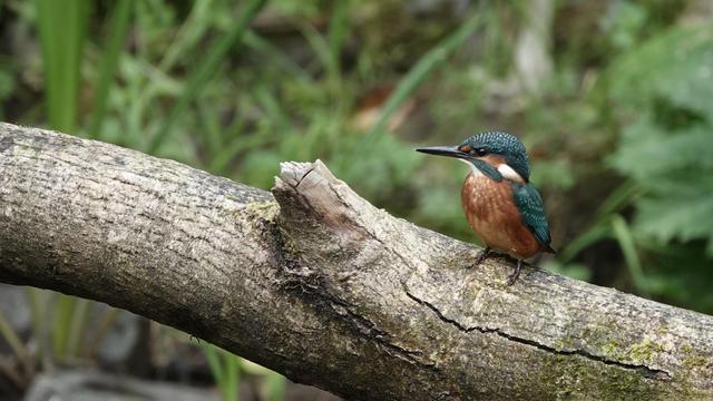 A kingfisher - green/blue back and head, and orange/brown tummy - standing on a branch facing to the left with green plants behind