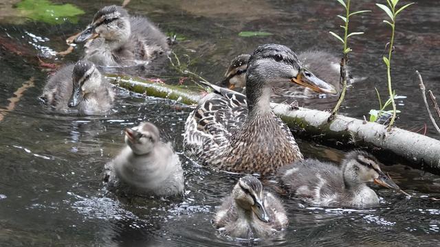 Six mallard ducklings swimming around their mother in a river with a branch reaching across. Much splashing, plus one little duck enthusiastically shaking itself in the water. Very fluffy white and brown.