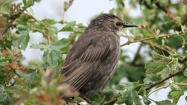 A juvenile starling - brown and quite fluffy, especially around the head - standing in a leafy tree facing to the right. Its wing is quite stripey.