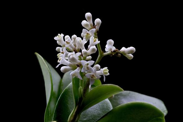 1:1 Macro Japanese Privet using the Oshiro 60mm 2x Super Macro Lens