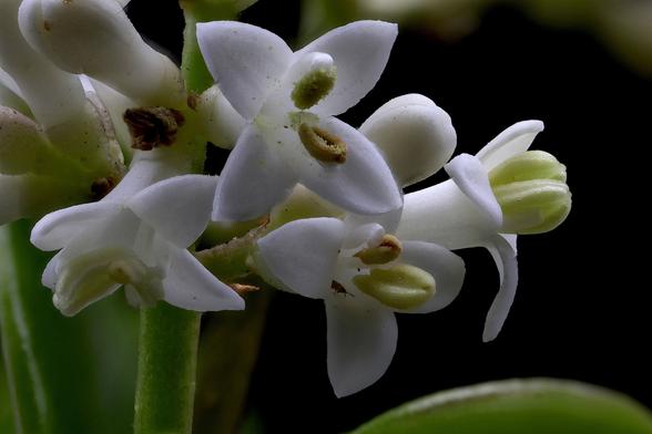 2:1 Macro Japanese Privet using the Oshiro 60mm 2x Super Macro Lens