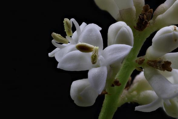 4:1 Macro Japanese Privet using the Oshiro 60mm 2x Super Macro Lens